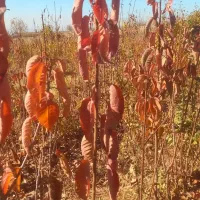 نهال|خدمات باغبانی و درختکاری|نیشابور, فضل|دیوار