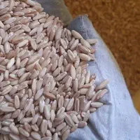 گندم بوجاری شده