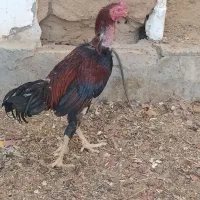 خروس لاری|حیوانات مزرعه|اردکان, |دیوار