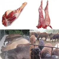 بره گوسفند نر کشتار روز