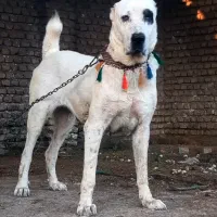 سگ ماده الابای