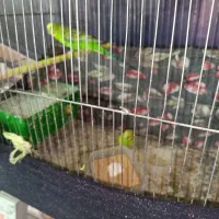 مرغ عشق با یه جوجه و چهارتا تخم|پرنده|اردبیل, |دیوار