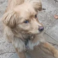 پا کوتاه حرف گوش کن