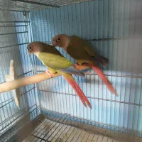 گرینچک مولد پای جفت و کار