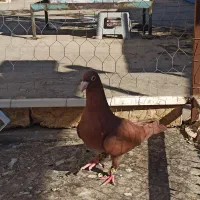 زرد سرخ کرمونی