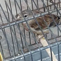 سهره سینه سرخ