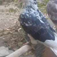 کبوتر فروشی