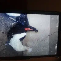 مرغ لاری ودوتا سلطان وخروس کوشین بلک