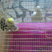 طوطی عروس|پرنده|شوشتر, |دیوار