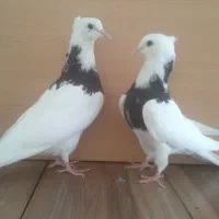 6  تا طوقی مهر  کاکلی