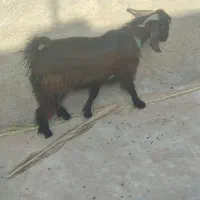 پازن..