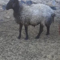 بره نر|حیوانات مزرعه|مرودشت, ثبت احوال|دیوار