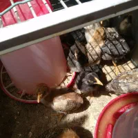 جوجه ۲۰ روزه فروشی