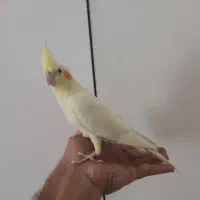 عروس هلندی لوتینو زعفرانی