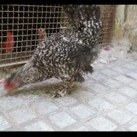 خروس کاکلی
