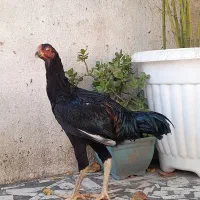 خروس لاری ۷ ماهه