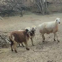 میش و بره دورگ شیرازی چینی