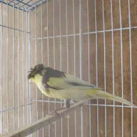 قناری گلاستر نر|پرنده|تهران, کوی بیمه|دیوار