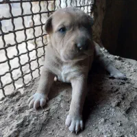 فروش توله پیتبول با مادر