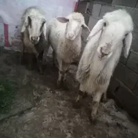 میش بختیاری آبستن و میش لاکن فرانسوی آبستن