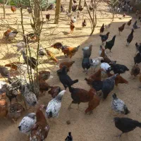 جوجه گلپایگان