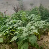 بامیه درجه یک