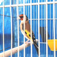 سهره نر متولد قفس