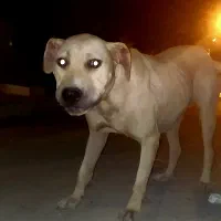 توله پیت بل