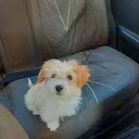 سگ شیتزو اصل|سگ|ارومیه, |دیوار