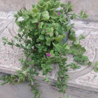 گل سرسبز