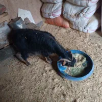 یک راس بز جوان 2ملیون 700،گوسفند،بره