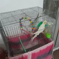 فروش عروس هلندی