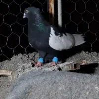 سینه سیاه خوب سرک سوسنی خوب دم سفید
