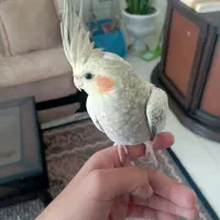 عروس هلندی دستی|پرنده|اردبیل, |دیوار