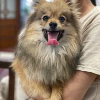 سگ خانگی|سگ|مشگین شهر, |دیوار