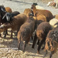 گوسفند ماده|حیوانات مزرعه|کوزران, |دیوار
