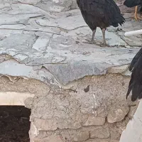 مرغ و خروس (جوجه ۵ ماهه)|حیوانات مزرعه|اردبیل, |دیوار