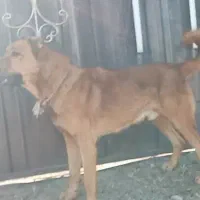 سگ سرابی|سگ|اهر, |دیوار