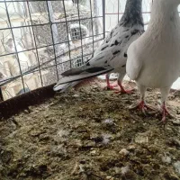 سه عدد ماده به ضمانت|پرنده|بجنورد, |دیوار