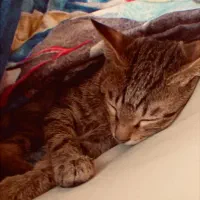 گربه پلنگی|گربه|ارومیه, |دیوار