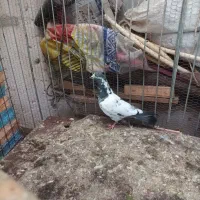 کبوتر کله دم سبز|پرنده|رودسر, |دیوار