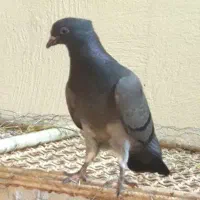 جوجه سبز آبادانی