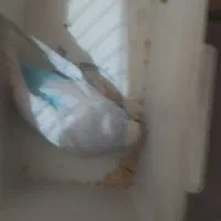 مرغ عشق|پرنده|لردگان, |دیوار