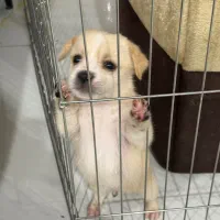 توله سگ آپارتمانی|سگ|اصفهان, هزارجریب|دیوار