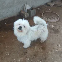 سگ پاکوتاه فروشی