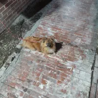 واگذاری سگ پامرین|سگ|مسجد سلیمان, |دیوار