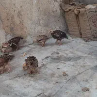 شیش تاجوجه نسل بالا