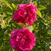 گل محمدی تازه