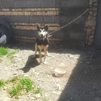 توله سگ نژاددار