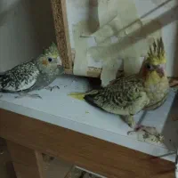 دو جوجه سرلاکی